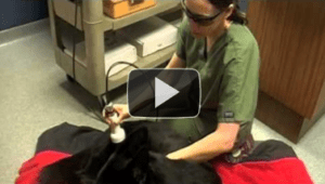 Companion Class IV Laser Therapy