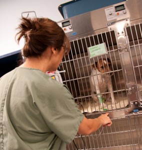 Medical Boarding at the Ann Arbor Animal Hospital