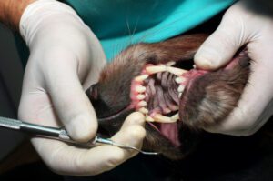 pet dentistry