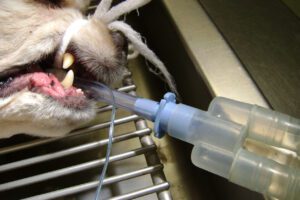 Dental Patient is intubated