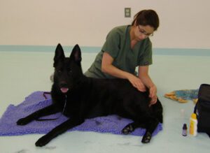 Canine Massage at Ann Arbor Animal Hospital