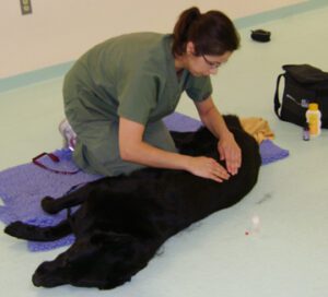 Canine Massage at Ann Arbor Animal Hospital