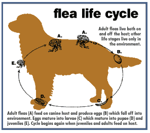 Spring & Summer Parasites | Ann Arbor Animal Hospital