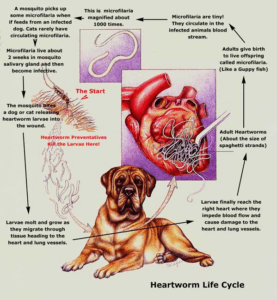 Heartworm Life Cycle