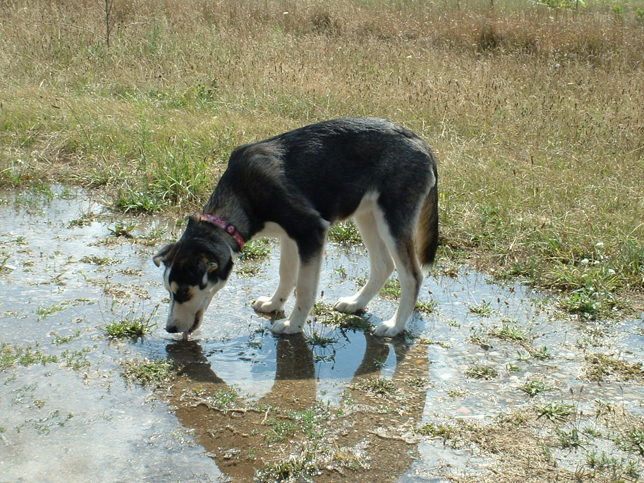 can giardia cause cyclic diarrhea in dogs