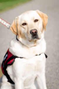 The Kite Network's therapy dog, Georgia. Photo courtesy of Cheryl Hall Photography, www.studiochp.com.