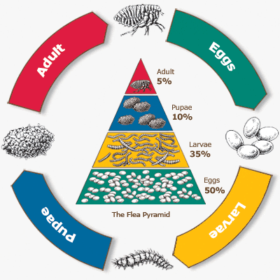 stages of fleas life cycle