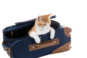 Cat In Suitcase