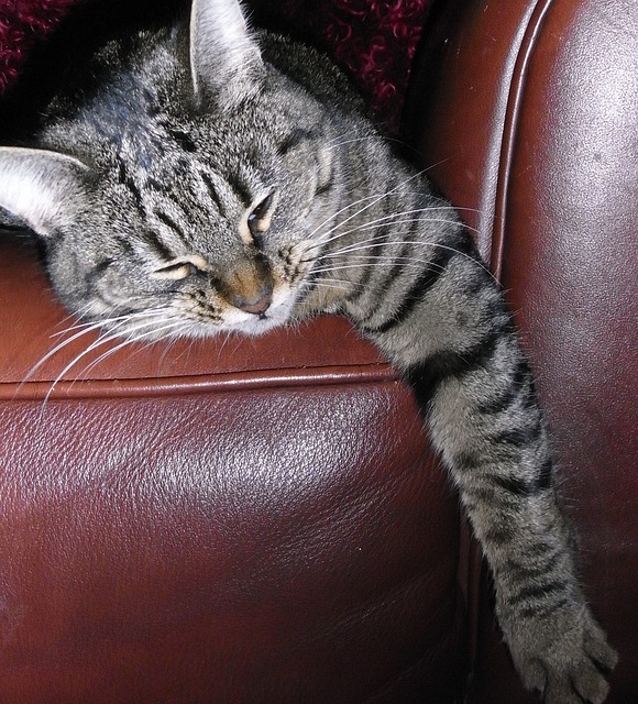 Stopping the Cats from Scratching the Recliner Ann Arbor Animal