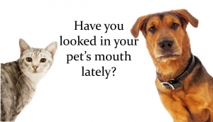dog and cat for website-page-001