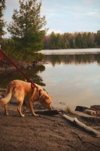 dog-enjoying-the-beach