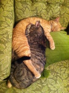 Cuddling Cats On Chair