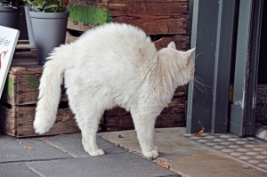 white cat arched back