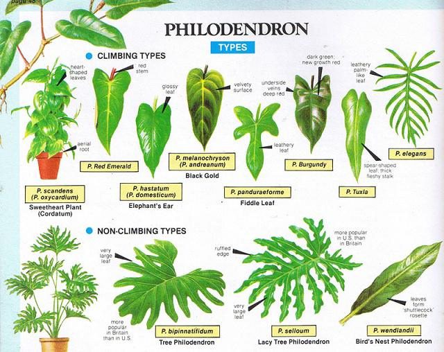 philodendrons