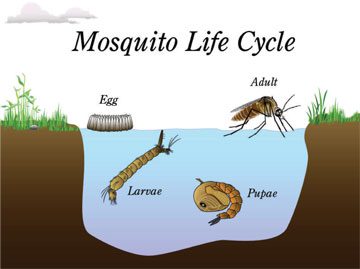 mosquito life cycle 2