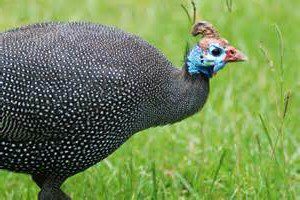 guinea fowl