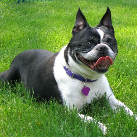 hot-boston-terrier-1313081