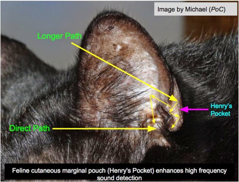 What's with that slit on your cat's ear, and more on feline anatomy ...