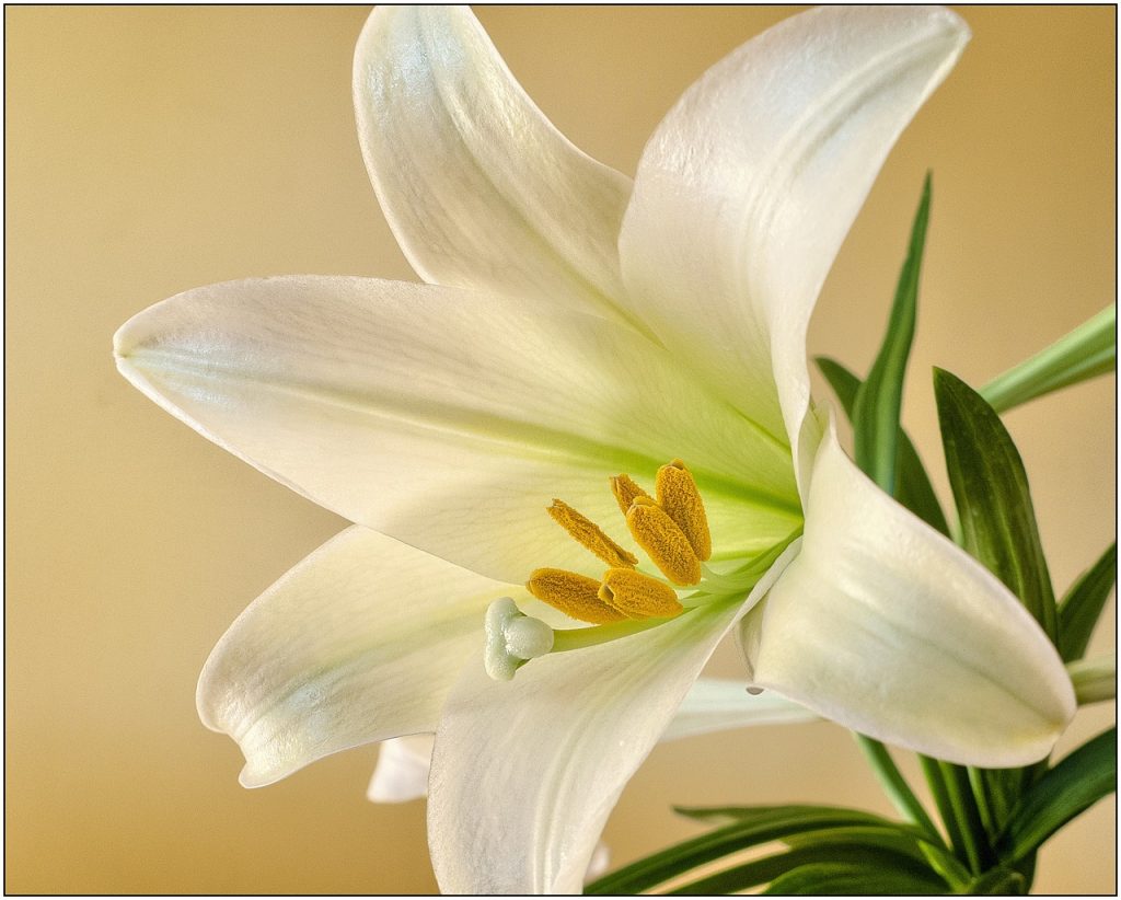 Easter lilies and cats don't mix - Ann Arbor Animal Hospital