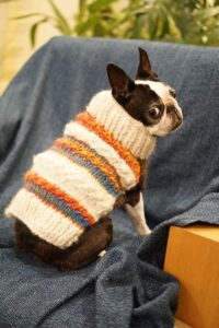boston terrier in sweater