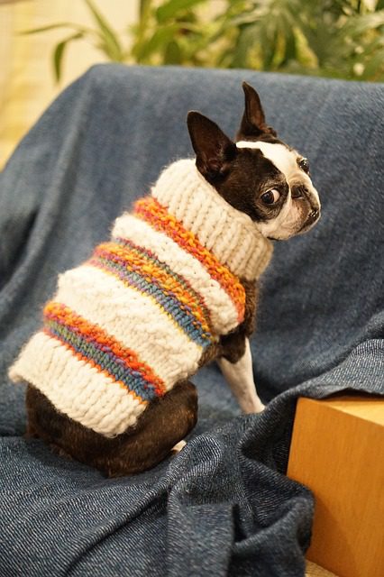 boston terrier in sweater