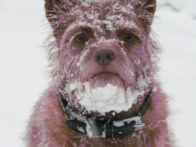 can dogs walk in snow