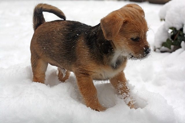 brown and black puppy in snow