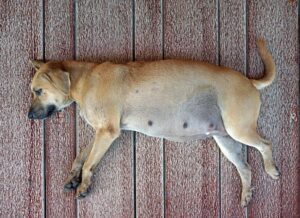 Dog at store 5 weeks pregnant