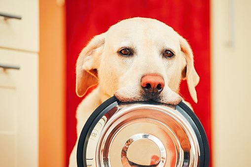 Dog food outlet dilated cardiomyopathy