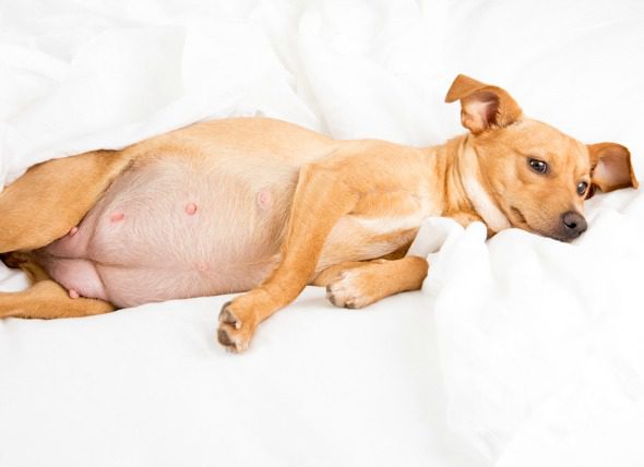 does a dog stop bleeding if pregnant