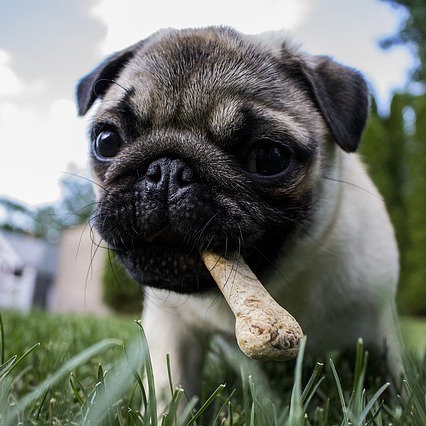 cute pug puppy enjoys dog biscuit