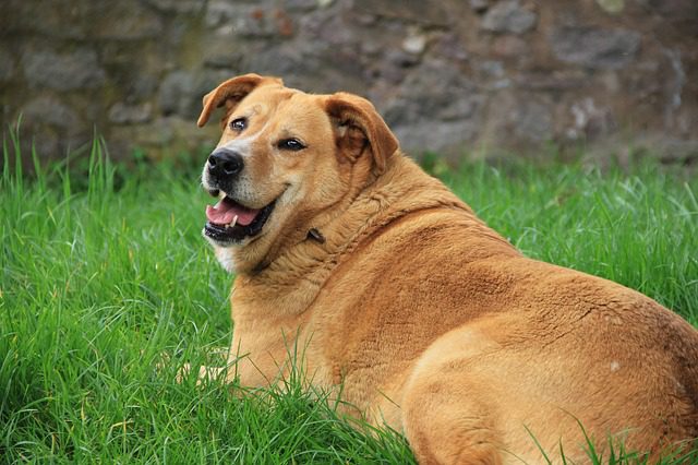 An overweight dog. Many pets can use some help to slim down.