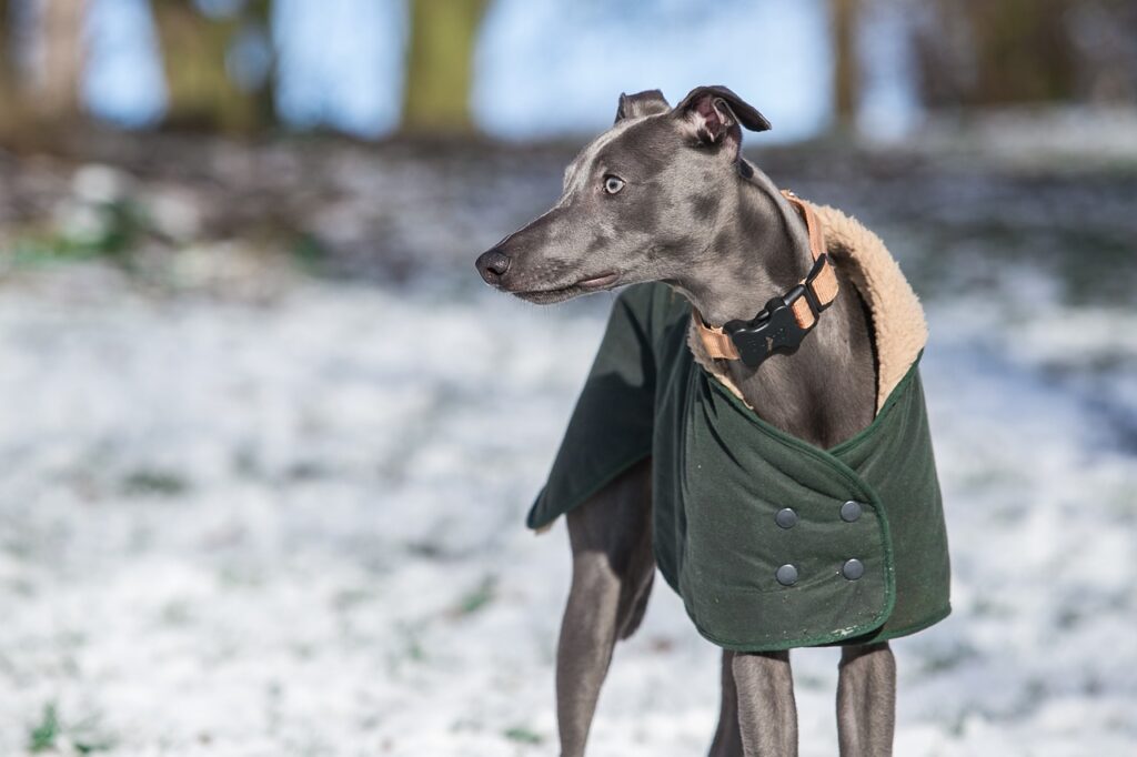 whippet avoids cold weather woes with a coat outdoors in winter