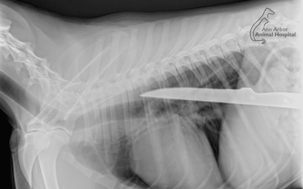 girl scouts go to ER, see x-ray