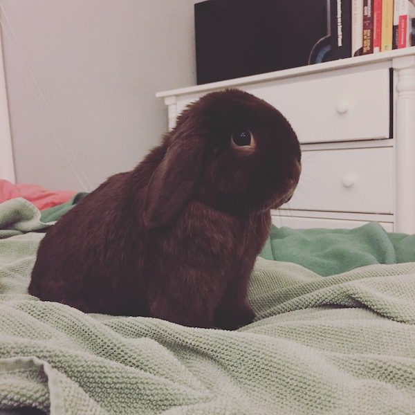 family rabbit Lincoln sits on a blanket