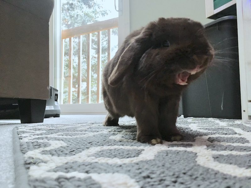 family rabbit Lincoln yawns