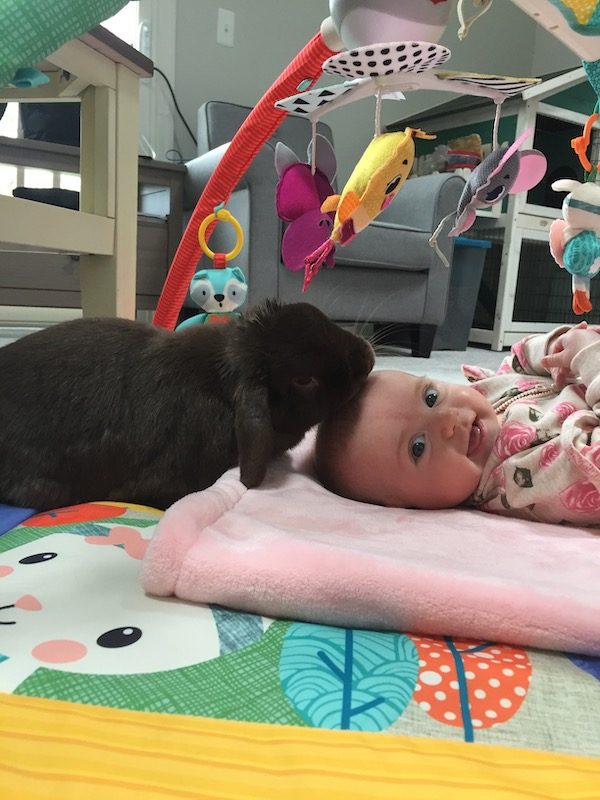family rabbit Lincoln licks baby's head