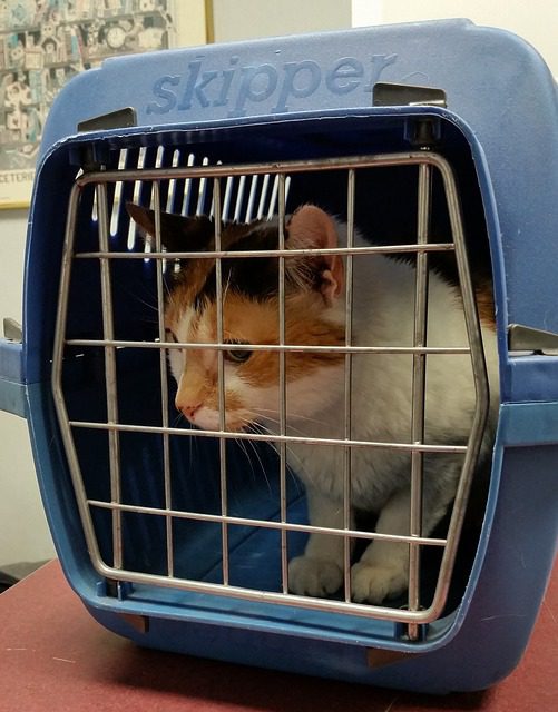 cats need vet visits cat carrier