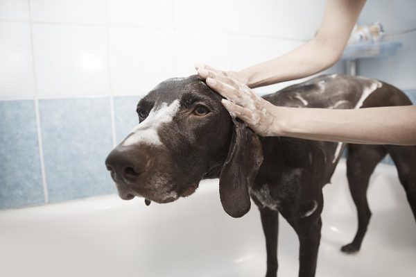 more frequent bathing can help with seasonal allergies