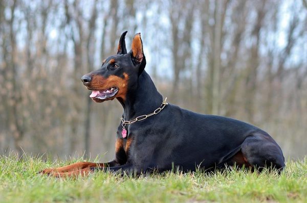 cropped ears give doberman pinscher its iconic look