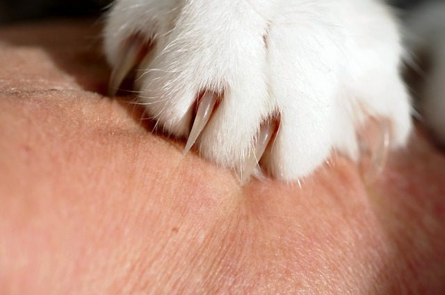 Six Painless Alternatives To Declawing Your Cat Ann Arbor Animal Hospital