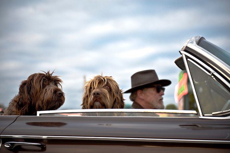 whats the best way for a dog to travel in a car