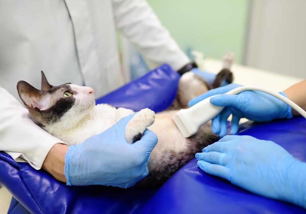 Cat Getting Ultrasound