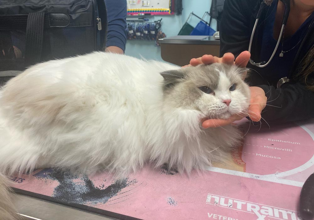 Cat On Exam Table