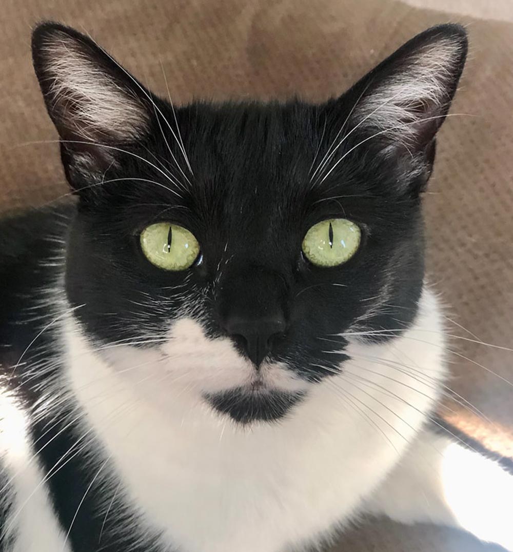 Close Up Black And White Cat