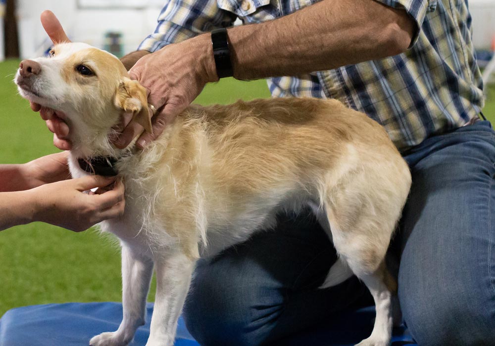 Dog Getting Chiropractic Adjustment