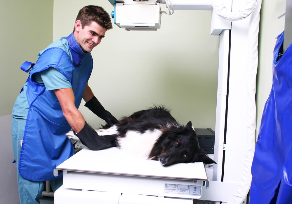 Dog Getting Xray