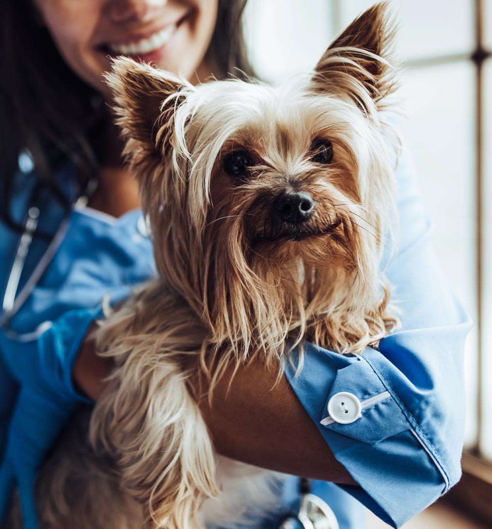 Pet Urgent Care and Emergency Vet In Ann Arbor Mi