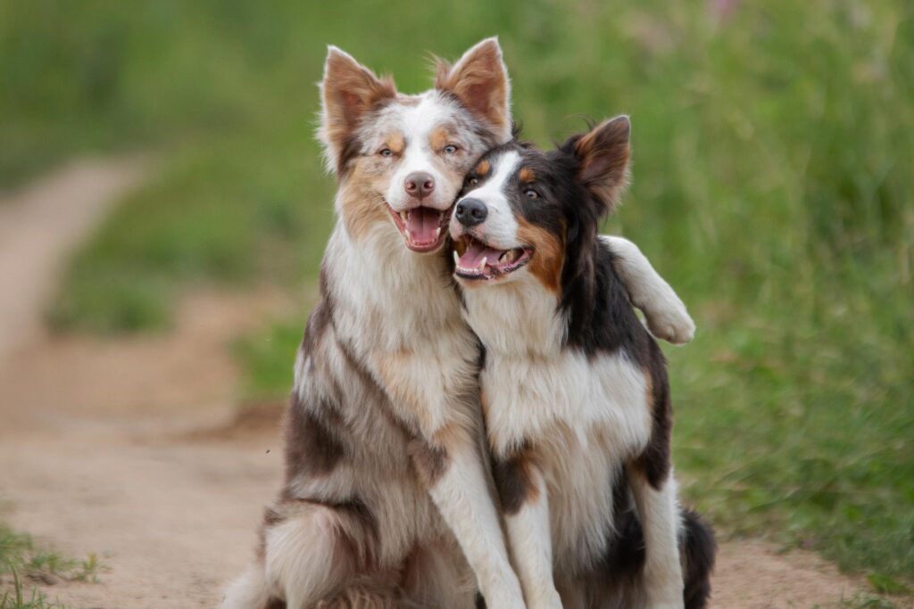 Two Dogs Hugging On Trail Outside