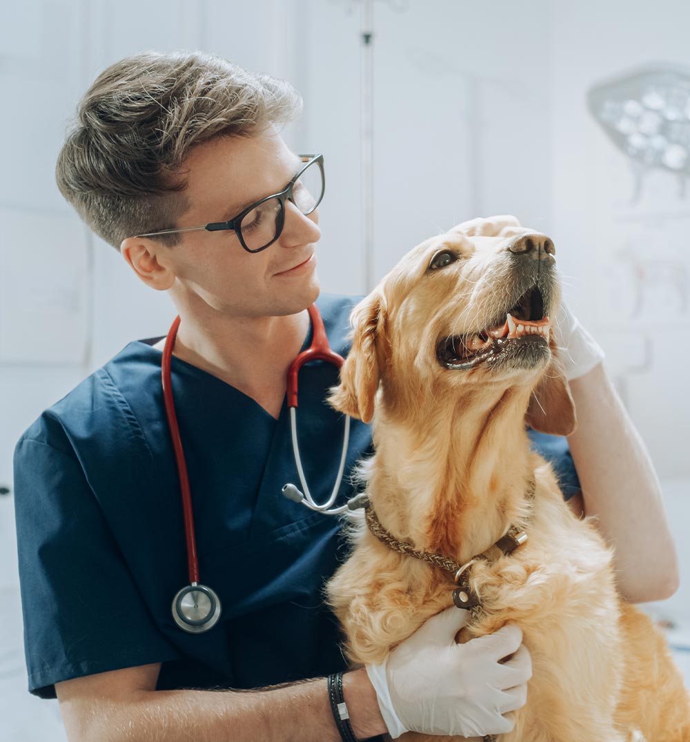 Veterinary Careers In Ann Arbor Mi